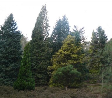 Pinetum