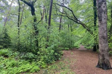 Jong leven in ons bos