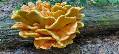 HERFSTWANDELINGEN  IN HET LUNTERSCHE BUURTBOSCH
