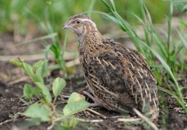 Bijzondere waarnemingen