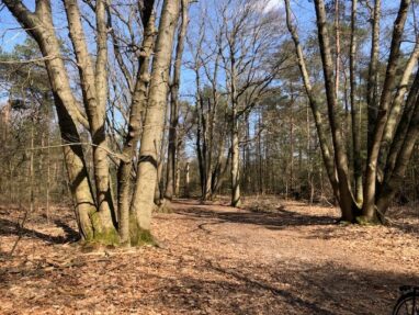 Wetenswaardigheden uit ons bos              