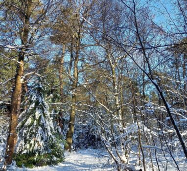 Winterwandeling in het Luntersche Buurtbosch op 17 februari