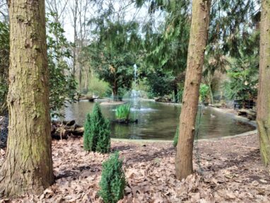 Schoonmaak actie eendjes vijver