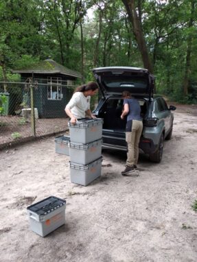 Leven in de eendjes vijver