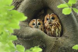Terugblik op de vroege vogelwandeling met de Vrienden van het Luntersche Buurtbosch